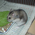 小松菜を食べるユウキ