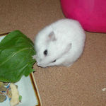 小松菜を食べるアイ