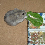 小松菜を食べるコーキ