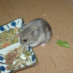 煮干を食べるコーキ