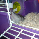 水飲み中のコーキ