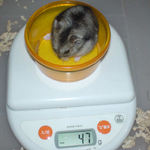 ユウキは体重減です