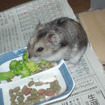 ブロッコリーを食べるユウキ