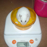 アイも体重減です