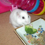 アイもブロッコリー食べてます