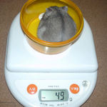 コーキは少し体重増加