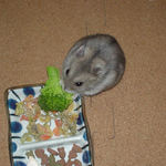 ブロッコリーを食べるコーキ