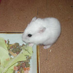 キャベツを食べるアイ