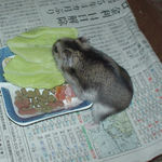 キャベツを食べるユウキ