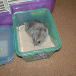 砂場で遊ぶコーキ