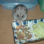 乾燥パパイヤを食べるコーキ