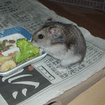 ブロッコリーを食べるユウキ