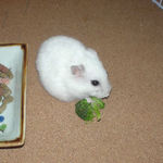 ブロッコリーを食べるアイ