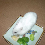 エサ皿をあさるアイ