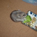 ブロッコリーを食べるコーキ