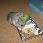 エサ皿をクンクンするコーキ