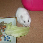 キャベツを食べるアイ