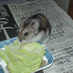 キャベツを食べるユウキ