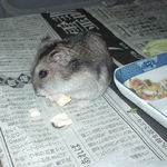 ちびっこクロワッサンを食べるユウキ