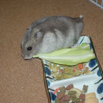 キャベツを食べるコーキ