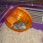 回し車を回すコーキ