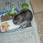 エサ皿をあさるユウキ