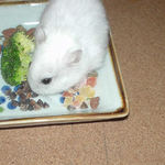 蕎麦の実を吸い込むアイ