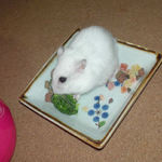 ブロッコリーを食べるアイ