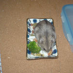 蕎麦の実を取り込むコーキ