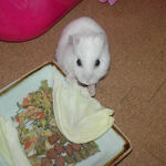 キャベツに齧りつくアイ