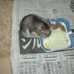 キャベツに齧りついていました