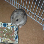 キャベツを食べるコーキ