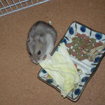 煮干を食べるコーキ