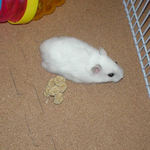 粟の日には目もくれず