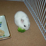 ブロッコリーを食べるアイ