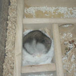 爆睡中のユウキ