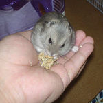 粟の穂を食べるコーキ