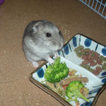 ブロッコリーを食べるコーキ