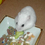 ブロッコリーを食べるアイ