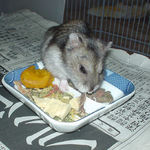 高野豆腐に食いつこうとするユウキ