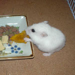 カボチャを食べるアイ