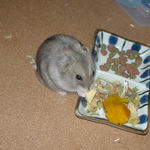 高野豆腐を食べるコーキ