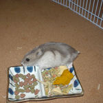 エサ皿に体をこすりつけるコーキ