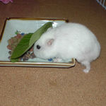 蕎麦の実を取り込んでいるアイ