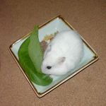 小松菜を食べるアイ