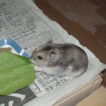 小松菜に齧りつくユウキ