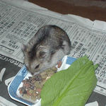 蕎麦の実に食いつくユウキ