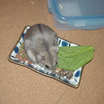 蕎麦の実に食いつくユウキ