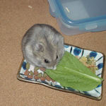 小松菜を食べるコーキ