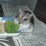 ブロッコリーを食べるユウキ